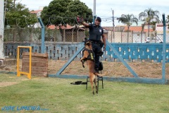 Canil_GCM_Limeira_Vibe_Limeira_0001