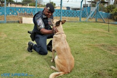 Canil_GCM_Limeira_Vibe_Limeira_0006